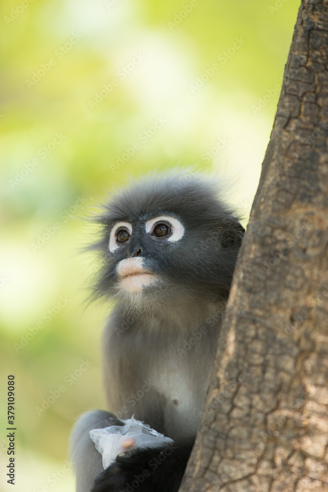 Obraz premium dusky leaf langur monkey up on a tree