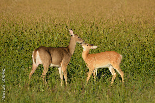 White Tailed Deer and Fawn