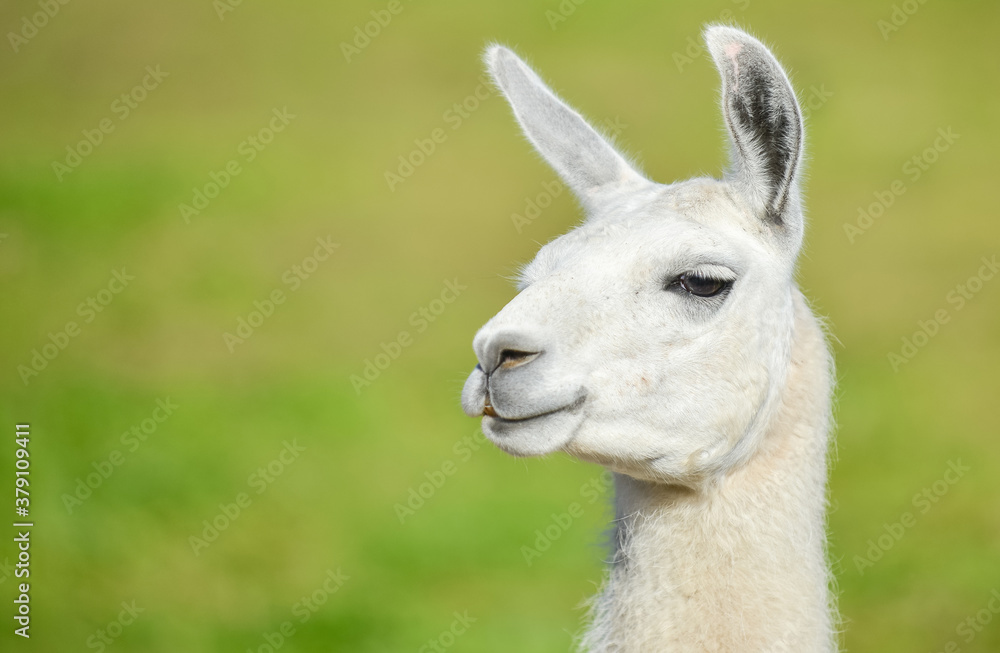 llama, head closeup