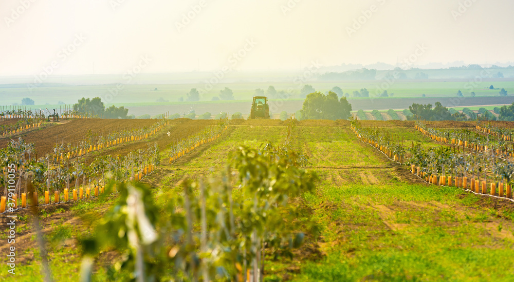 Fototapeta premium tractor cultivates agricultural land