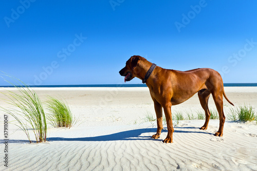 Bild auf Leinwand Rhodesian Ridgeback Dayo 01