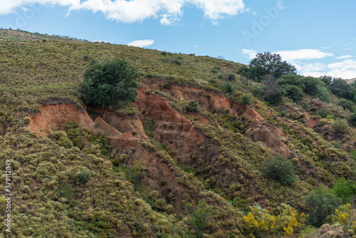 Large oak tree on a mountainside with eroded ground