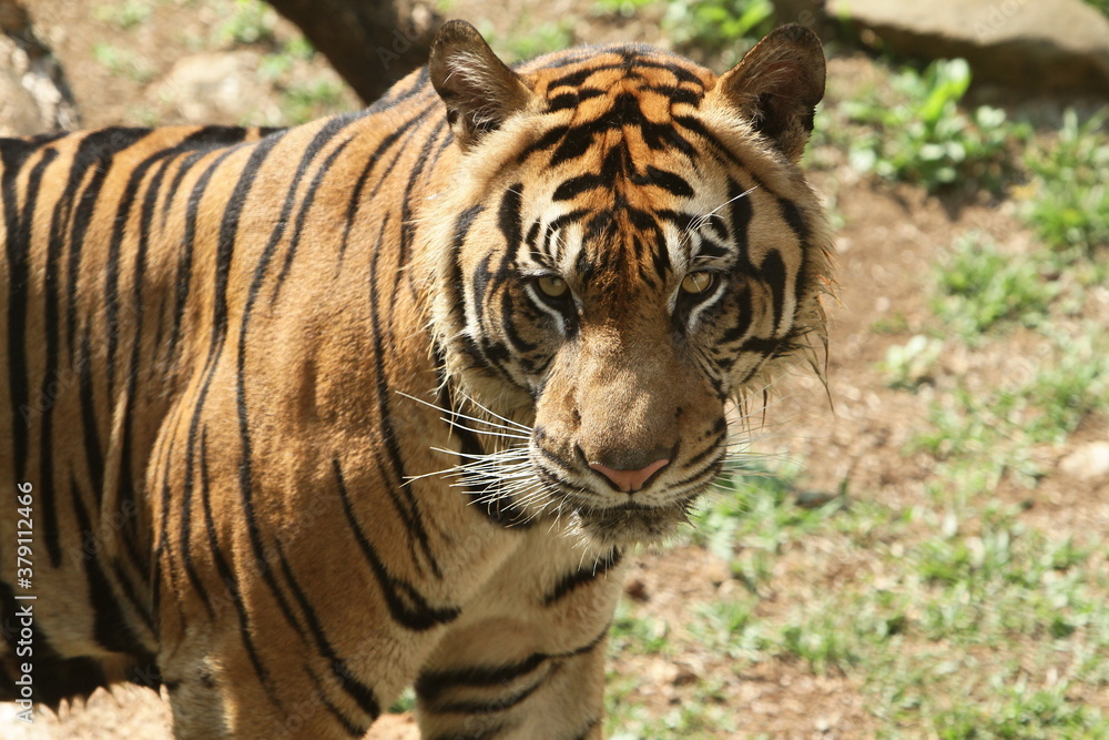 Obraz premium tiger in the wild