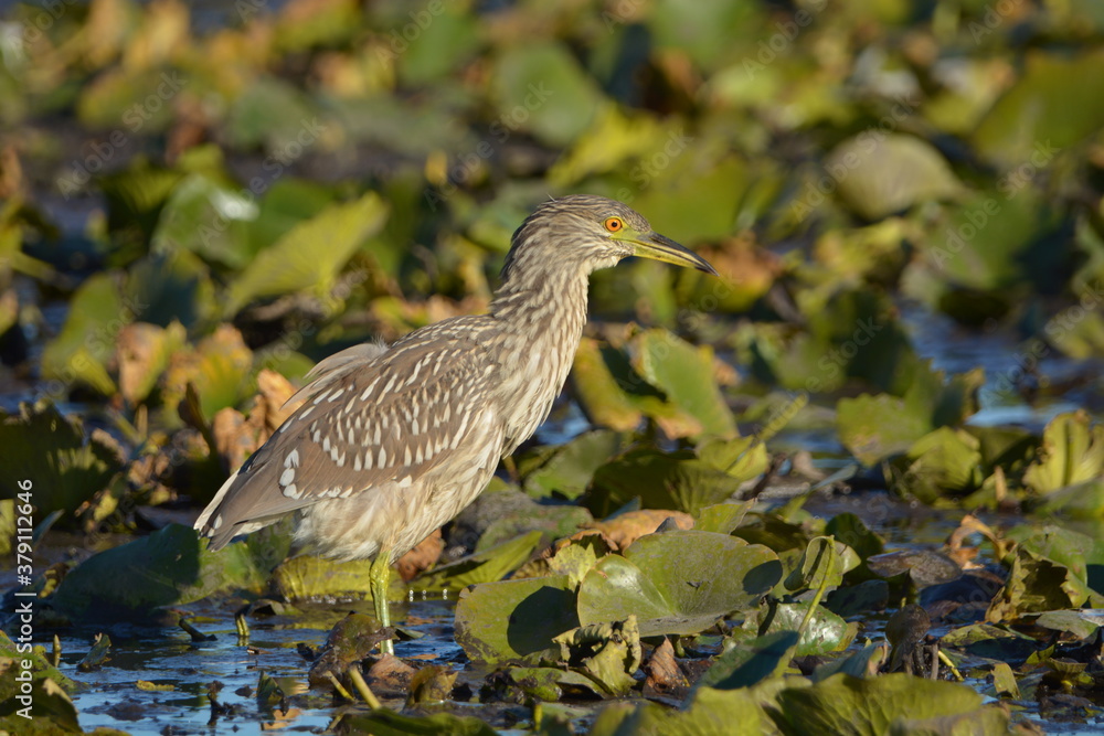 Juvenile Black Crowned Night Heron hunting in a marsh Juvenile Black Crowned Night Heron hunting in a marsh
