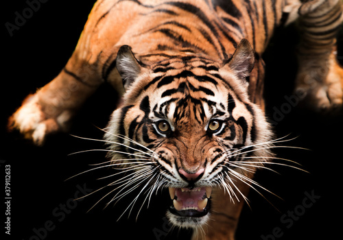 Photo portrait of a sumatran tiger