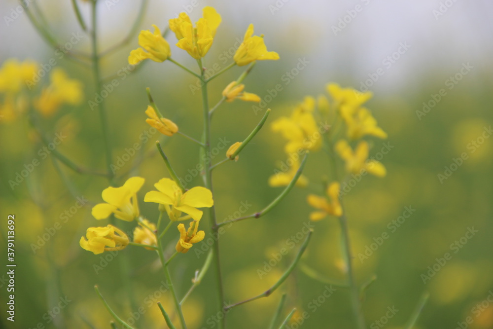 Obraz premium 부여 유채꽃