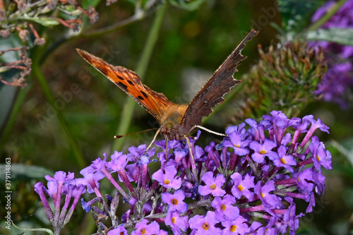 Comma, Anglewing / C-Falter (Polygonia c-album)  photo