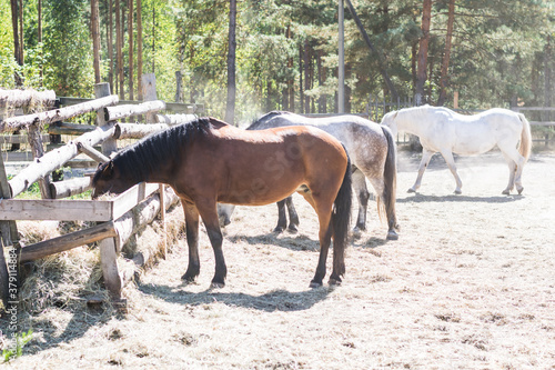 beautiful horses of different breeds are walking in the pasture. brown, white and gray horses eat and run in the paddock on the farm. beautiful dream in the village