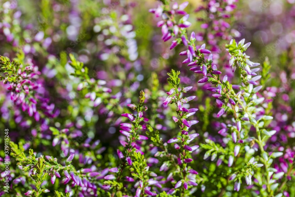 Close up view of decorative green plant with purple flowers. Beautiful natural backgrounds. Close up view of decorative green plant with purple flowers. Beautiful natural backgrounds.
