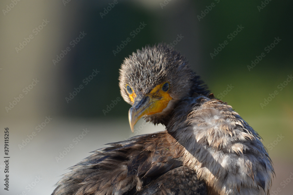 Fototapeta premium Juvenile Double Crested Cormorant