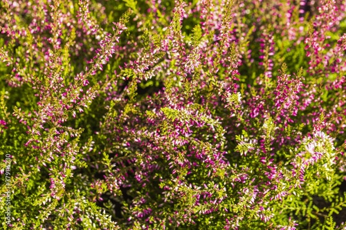 Close up view of decorative green plant with purple flowers. Beautiful natural backgrounds. 
