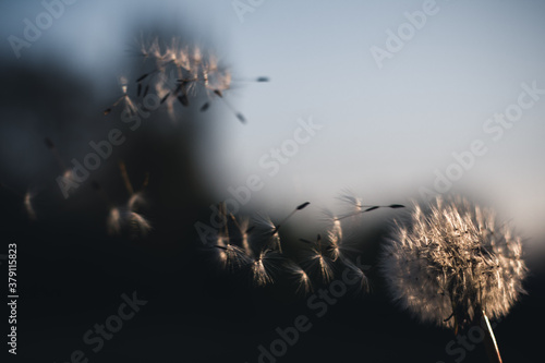 fliegende Samen einer Pusteblume © Mathias Spiekermann