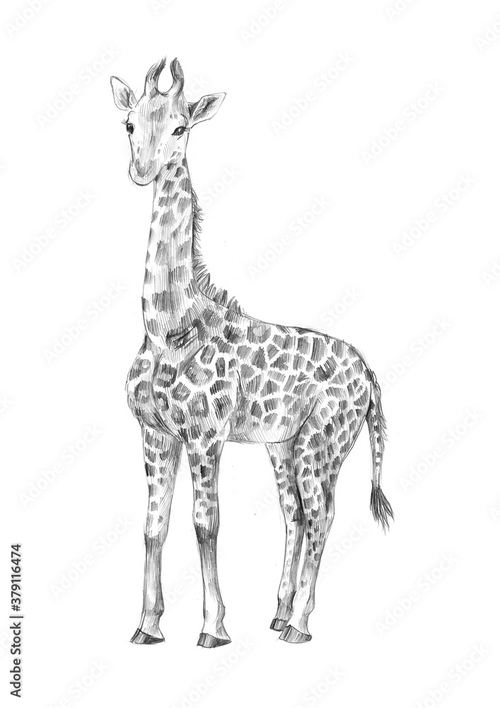 Pencil sketch. Baby giraffe Pencil sketch. Baby giraffe
