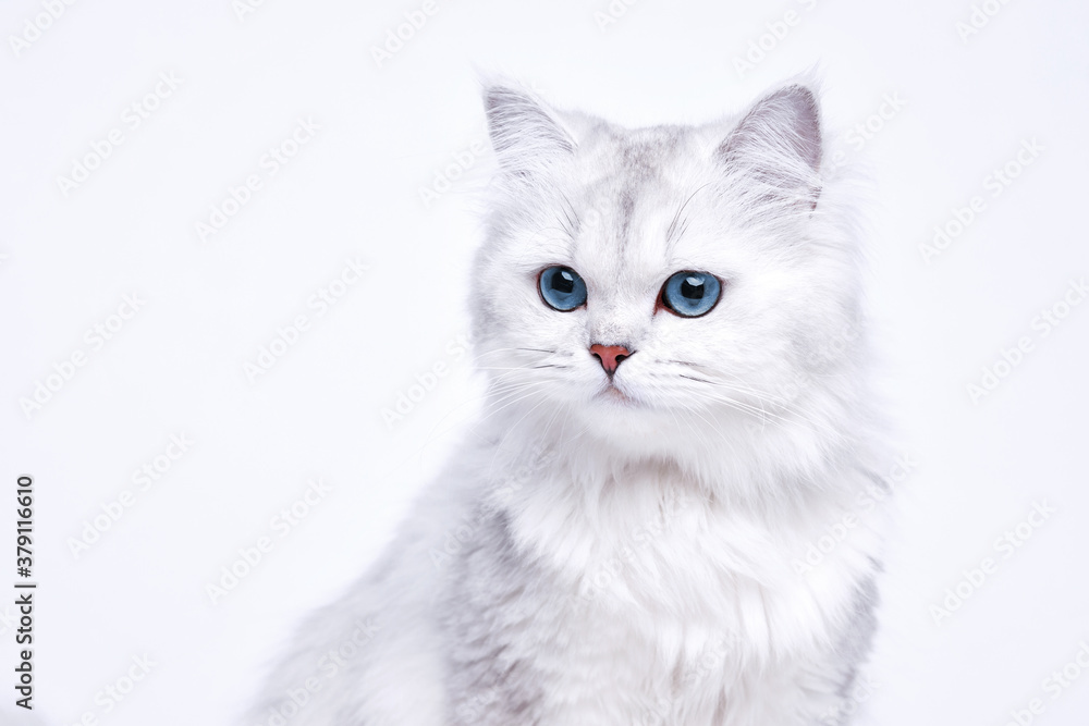 Funny large longhair white cute kitten with beautiful big eyes. Pets and lifestyle concept. Lovely fluffy cat on white background.