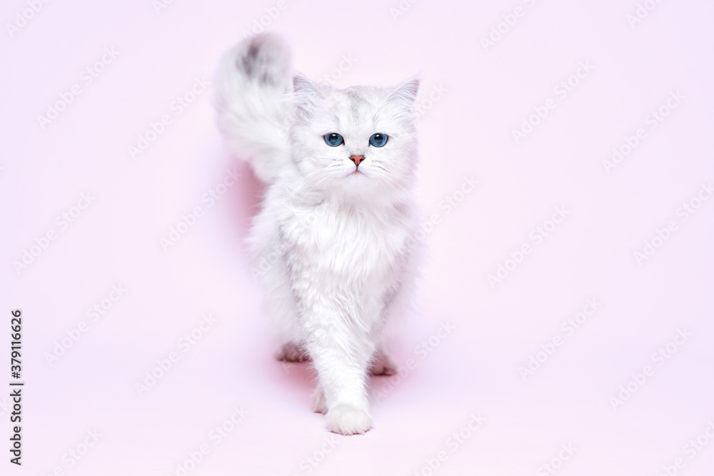 Funny large longhair white cute kitten with beautiful big eyes. Pets and lifestyle concept. Lovely fluffy cat on pink background.