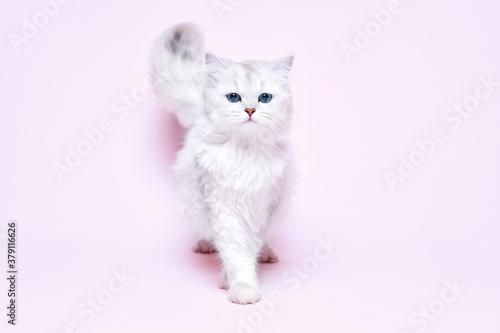 Funny large longhair white cute kitten with beautiful big eyes. Pets and lifestyle concept. Lovely fluffy cat on pink background.