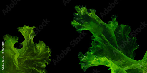 green algae isolated on black background
