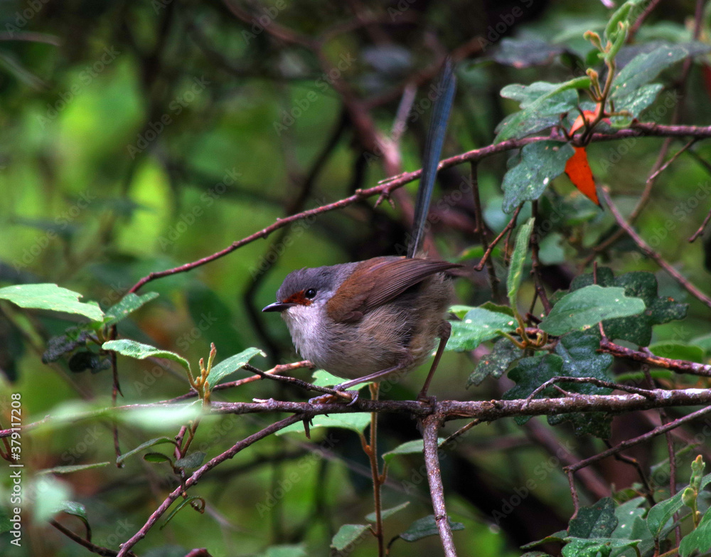 Fototapeta premium Australian Fairy Wren