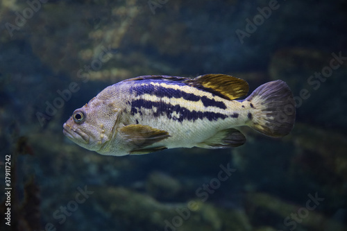 Swimming Black rockfish Sebastes schlegeli. Fish in the aquarium. Fish under water.