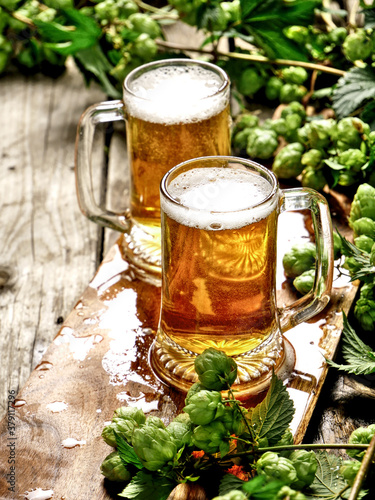 Two mugs of cold craft beer. A composition with freshly harvested hops.