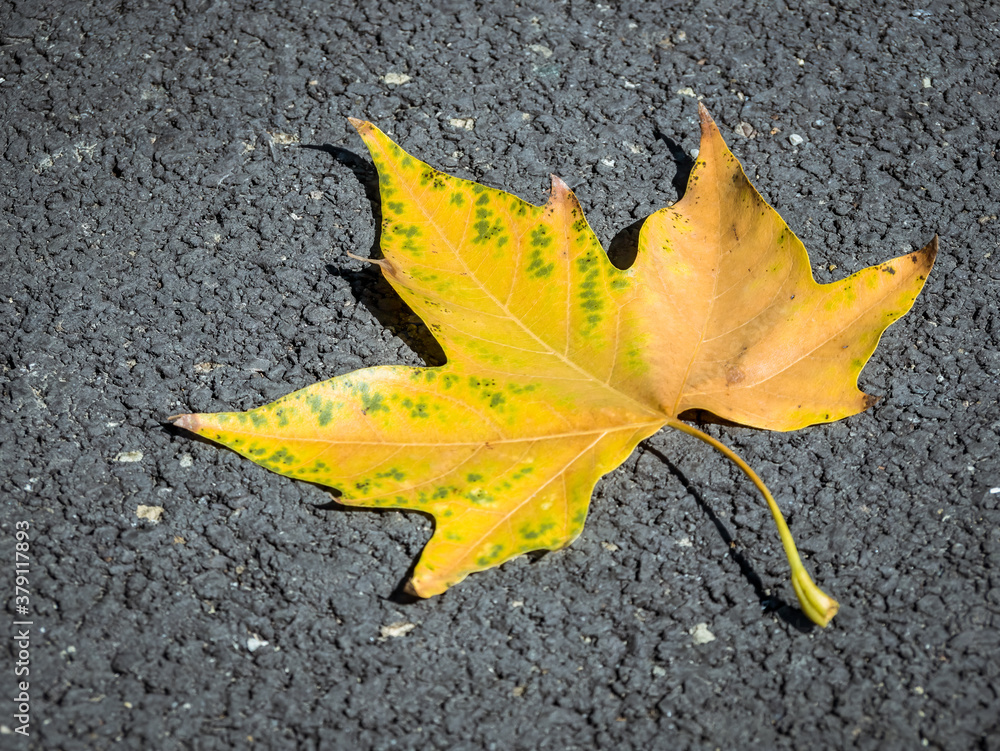 Yellow leaf on the ground. Platanus or plane tree leaf Yellow leaf on the ground. Platanus or plane tree leaf