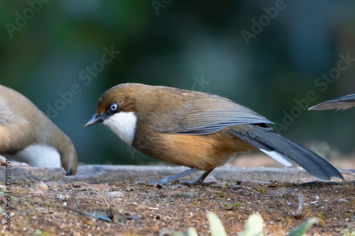 Photography White-throated Laughingthrush photographed in Sattal, India