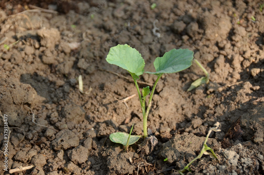 the small ripe green cabbage plant seedlings in the garden. the small ripe green cabbage plant seedlings in the garden.