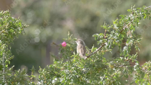 Upcher’s warbler on tree 
Mount Hermon, Israel Medium shot
 photo