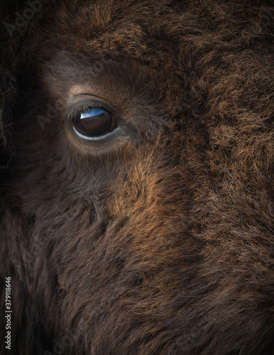 Wallpaper Mural Amazing gaze of american bison or buffalo.  Eye of a wild animal closeup. Torontodigital.ca