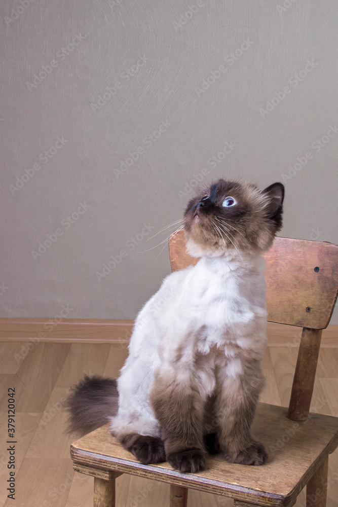 cat with blue eyes on a chair