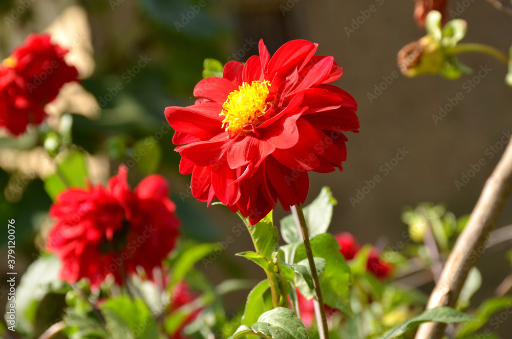 the beautiful red flower of dahlia with leaves and plant in the garden. the beautiful red flower of dahlia with leaves and plant in the garden.