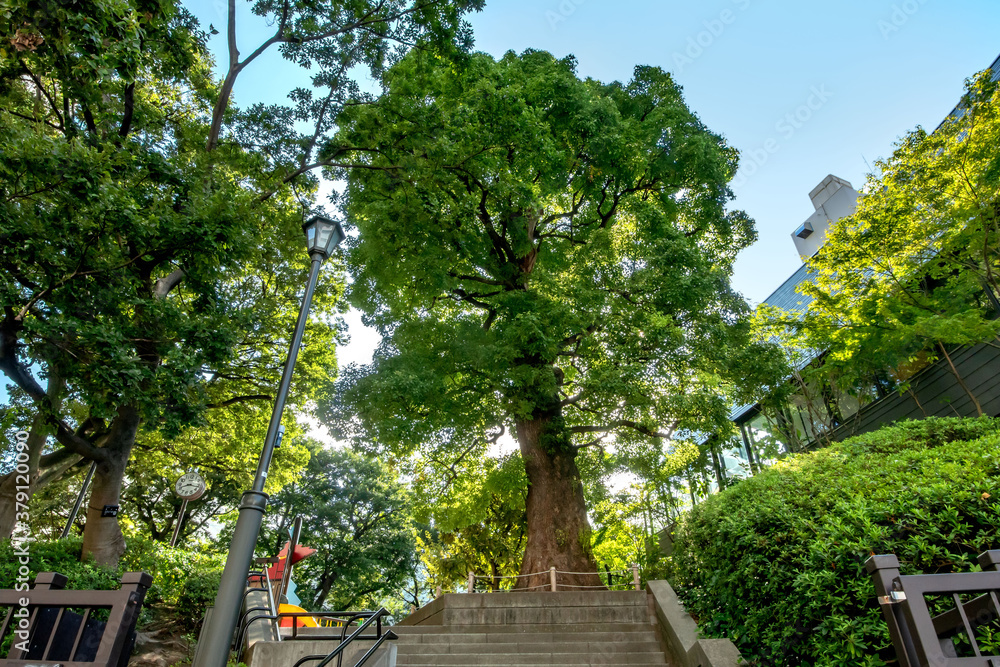 Obraz premium 東京都港区の高松くすのき公園