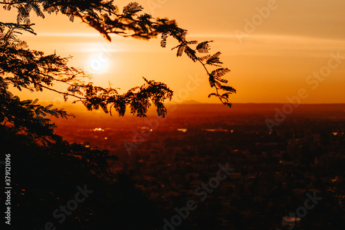 silhouette of a tree branches during sunset