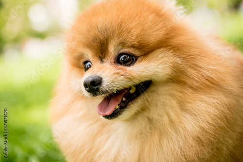 Portrait of cute pomeranian dog at the park.