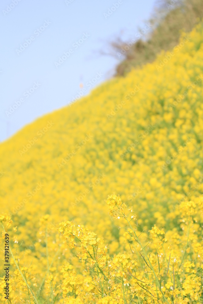 Obraz premium 愛媛県伊予市閏住の菜の花畑 