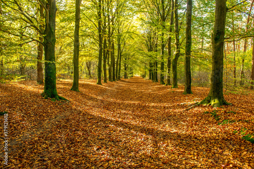 pathway through forest in autumn