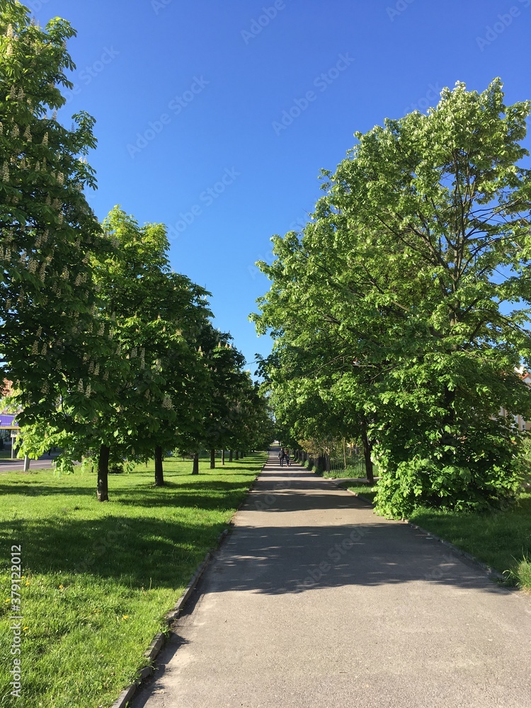 Street with trees chestnuts sunny sky in city Street with trees chestnuts sunny sky in city