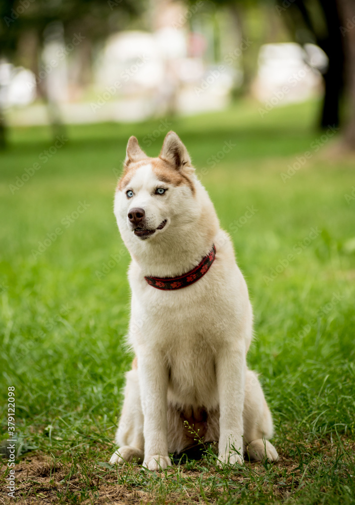 Portrait of cute husky dog at the park.