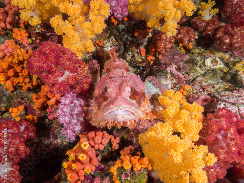 Scorpionfish between corals in Mergui archipelago, Myanmar
