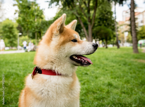 Portrait of cute akita inu dog at the park. © romaset