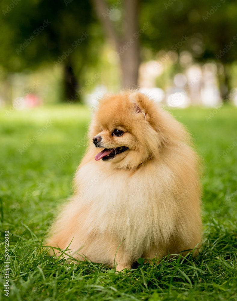 Portrait of cute pomeranian dog at the park.