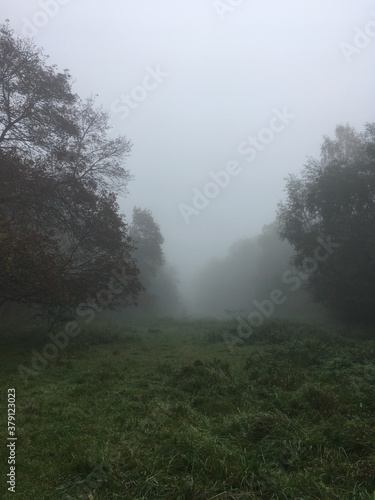Foggy autumn field in park