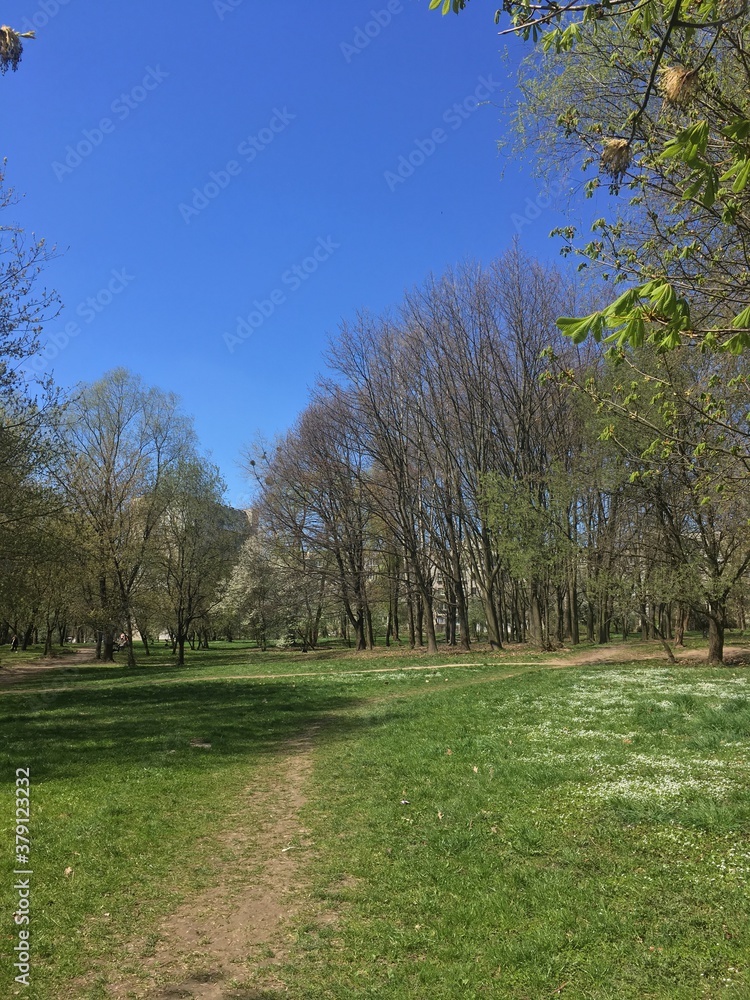 Sunny park path with flowering trees clear blue sky