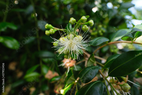 Inflorescences of Syzygium paniculatum, aka the magenta lilly pilly or magenta cherry. It is a species of flowering plant in the myrtle family Myrtaceae, native to New South Wales, Australia.