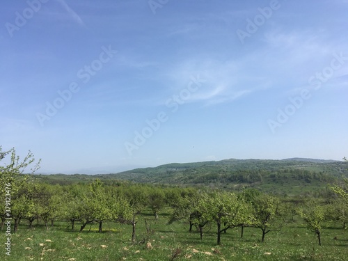 Mountain landscape with apple trees on foreground on sunny summer day