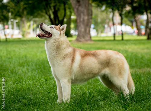Portrait of cute husky dog at the park. © romaset