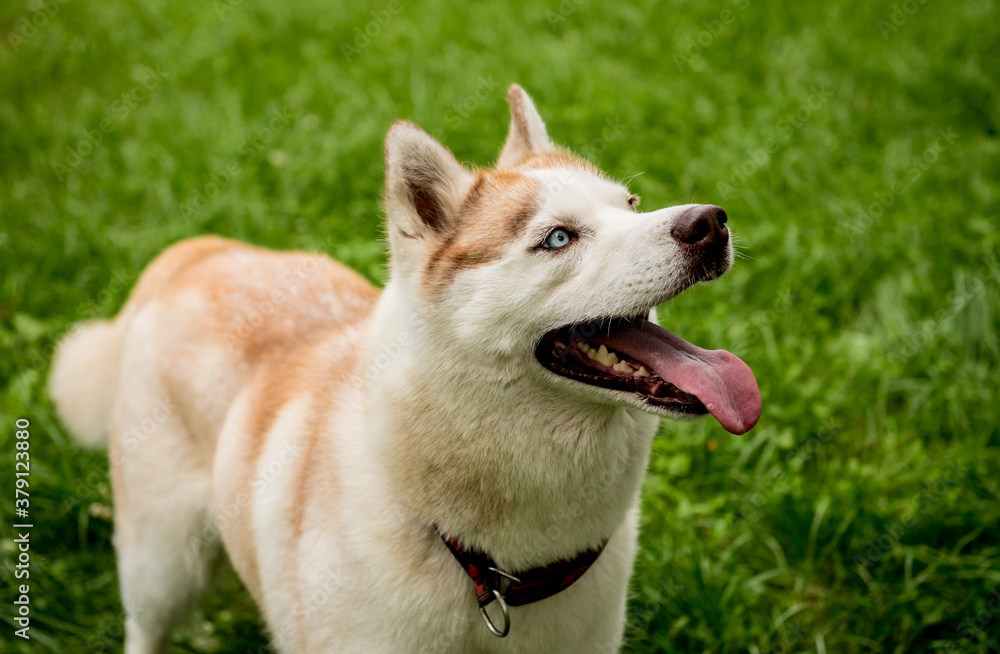 Portrait of cute husky dog at the park. Portrait of cute husky dog at the park.