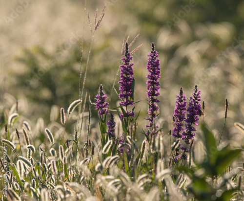 Violet flowers on meadow on sunrise