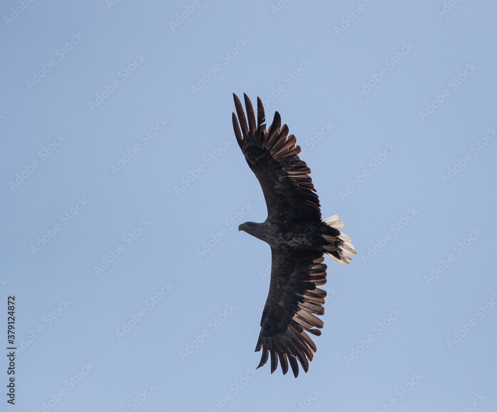Obraz premium White-tailed eagle flying