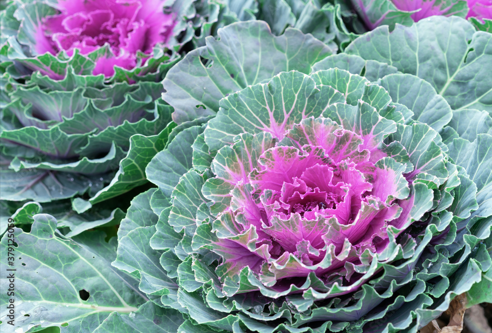 Ornamental cabbage. Coloured leaves of ornamental cabbage. Purple decorative cabbage.